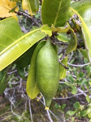 Atractocarpus heterophyllus