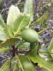 Atractocarpus heterophyllus