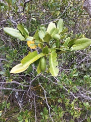 Atractocarpus heterophyllus