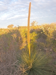 Xanthorrhoea drummondii