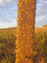 Xanthorrhoea drummondii