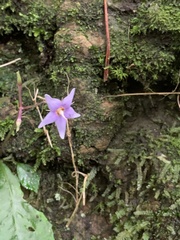 Conandron ramondioides