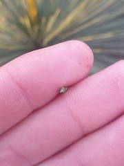 Xanthorrhoea drummondii