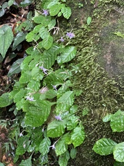 Conandron ramondioides