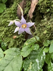 Conandron ramondioides