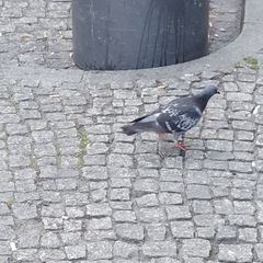 Columba livia domestica