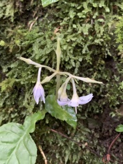 Conandron ramondioides