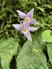 Conandron ramondioides