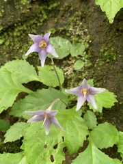 Conandron ramondioides