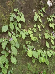 Conandron ramondioides