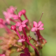 Centranthus ruber