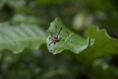 Dioncomena ornata