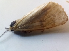 Diacrisia sannio