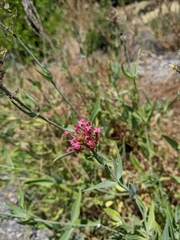Centranthus ruber