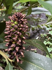 Alpinia sessiliflora