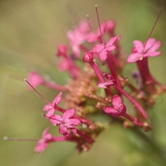 Centranthus ruber