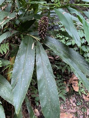 Alpinia sessiliflora