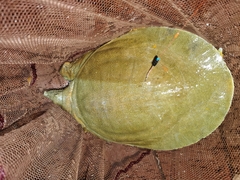 Pelodiscus axenaria