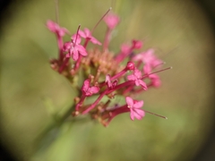 Centranthus ruber