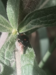 Dinocampus coccinellae