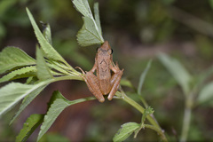 Rana longicrus
