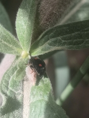 Dinocampus coccinellae