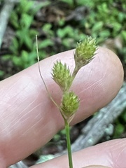 Carex albolutescens