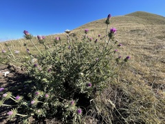 Carduus defloratus carlinifolius