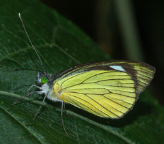 Leptophobia caesia