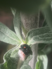 Dinocampus coccinellae