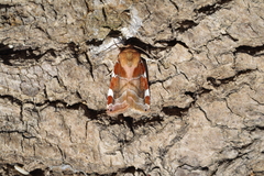 Cosmia diffinis