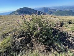 Carduus defloratus carlinifolius