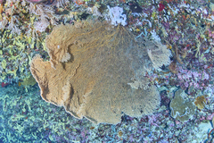Villogorgia citrina