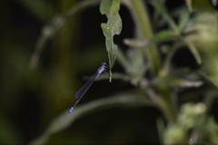 Paracercion calamorum