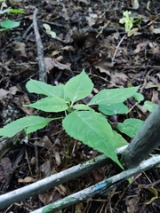Impatiens parviflora