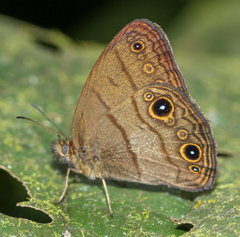Hermeuptychia harmonia