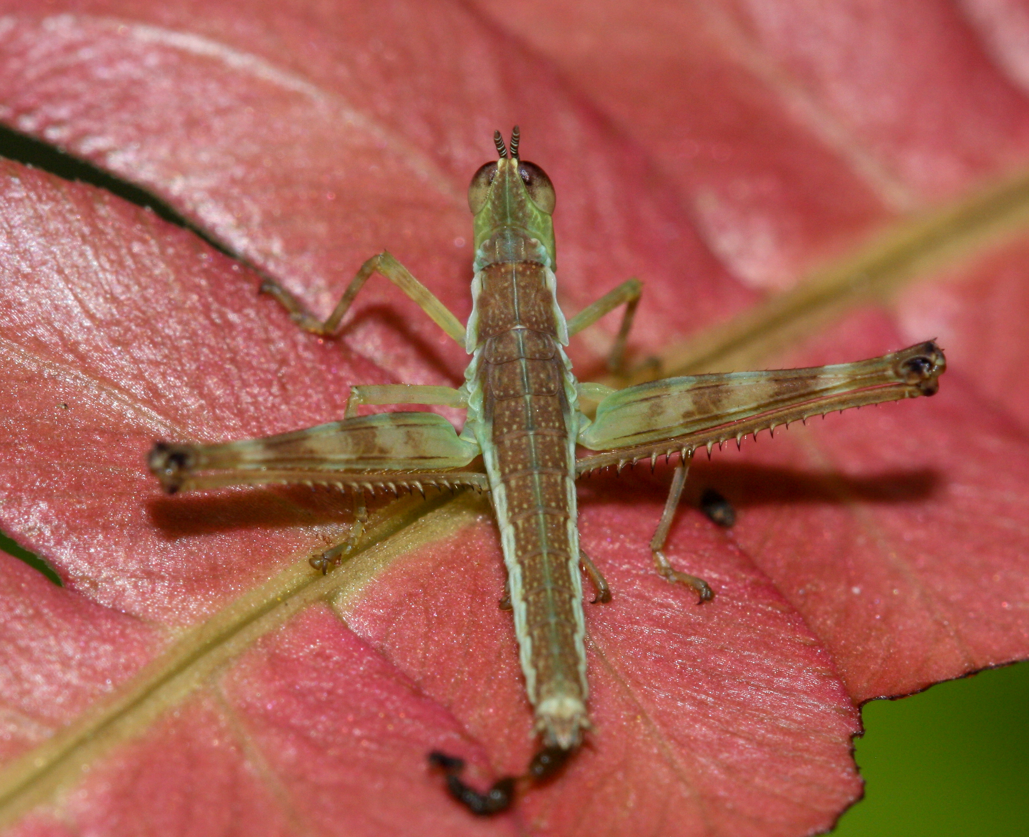 monkey grasshoppers, saltamontes payaso