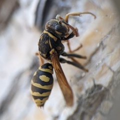 Polistes dominula