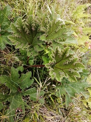 Gunnera manicata