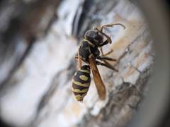 Polistes dominula
