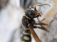 Polistes dominula