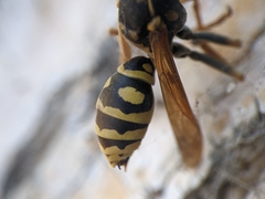 Polistes dominula