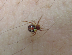Simitidion simile