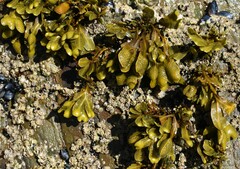 Fucus guiryi