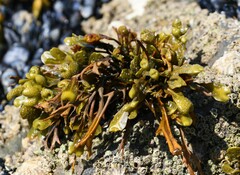 Fucus guiryi