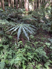 Arisaema consanguineum