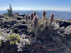 Castilleja schizotricha
