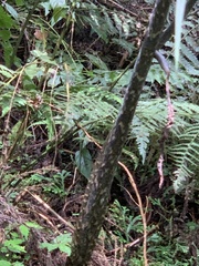 Arisaema consanguineum