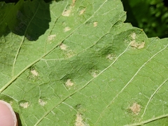 Colomerus vitis