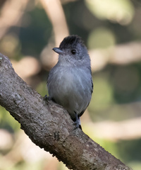 Thamnophilus pelzelni